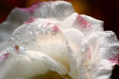 网站下载黄色：墨西哥地平线上的一抹疾驰流金