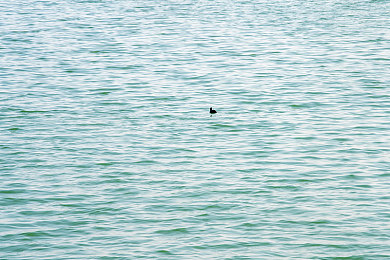 欧美性生活网站：极速情缘自由之路，情感与竞速交织的开放世界之旅-2