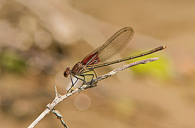 91成人抖音视频：《极速幻影：都市狂飙》引爆玩家社区，深度改装与短视频式分享成新潮流-1