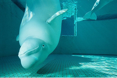 tik tok2.4.1：节奏赛车新纪元，用耳朵驾驶的未来狂飙之旅-3