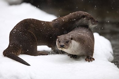 黄色秘密入口:探秘地平线5隐藏赛道,解锁金色峡谷终极驾驶挑战-2