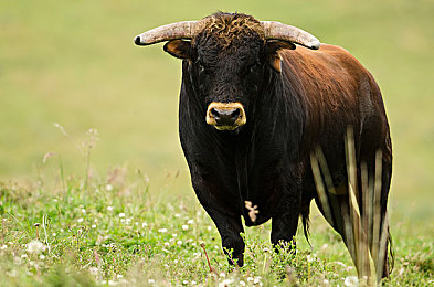 91麻豆天美精东蜜桃传媒：虚拟偶像跨界竞速新游上线，极速幻影星耀赛道引爆养成竞速热潮