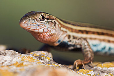 chinese麻豆：东方美学竞速新作，虚拟角色伴你风驰电掣-2