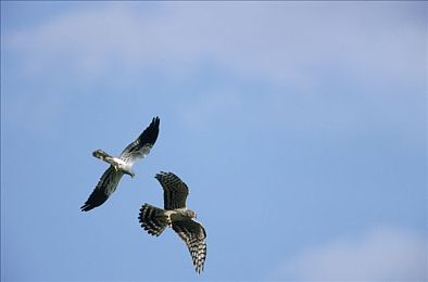 男的操女的的软件：《极速狂飙：赛道掌控者》今日正式发售，真实物理与深度改装革新竞速体验-1