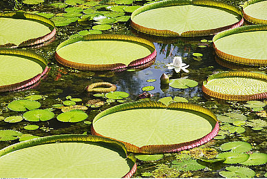 丰满大白屁股：经典车型引爆玩家社区，火箭联盟奥克坦成新手必备神车-2