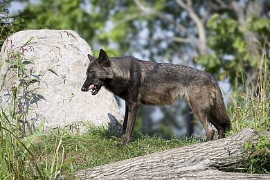 黄色视频软件在线观看:极速都市的监控风云,街头博弈中的策略驾驶艺术-4