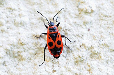 黑料老司机官方：极限竞速地平线5全新攻略，三大核心技巧助你快速称霸墨西哥-3