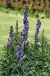 黄色软件免费3.0：极限竞速街头狂飙全车系免费解锁终极指南-2