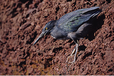 男网站:轰鸣之心,地平线上的个性收藏馆-2