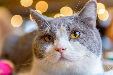 王者荣耀西施无小内无爱心有特效吗：水墨风华，掌控战场节奏的艺术大师