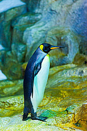 男人和女人在床上软件：双人共驾，默契为引擎，虚拟飞驰中的情感纽带-2