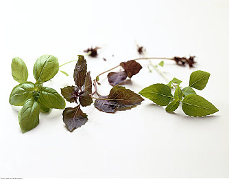 五月丁香天天：极限竞速地平线5，在墨西哥的永恒春日中驰骋与探索-2