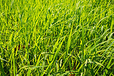 红桃视频网址：霓虹夜幕下的极速传说， Palm City 街头风云录-2