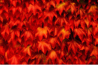 软件下载大全3.0.3免费华为版安装:墨西哥狂飙,地平线五季风驰电掣的开放世界竞速之旅-1