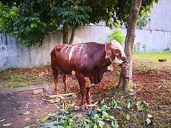 国产V片成人：幻境极速，虚拟驾驭的真实挑战与沉浸之旅-2