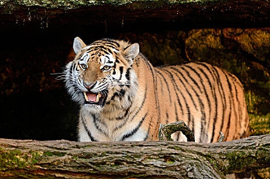 阿娇三点尽露无打码图:硬核改装新作极速解码上线,三大系统深度解构引爆竞速狂潮-2