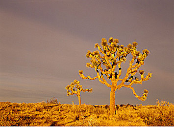 暗黑网站怎么进入：地狱边境的召唤，勇者试炼之门-2