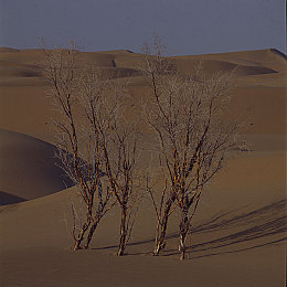 爱情岛论坛亚洲品质自拍网站：极速幻境，虚拟竞驰与个性展演的社交新纪元-3