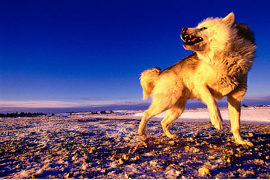 男生和女生做的软件：双角色竞速革新，极速进化今日开启性别协作新赛道