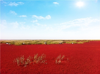 爱情岛论坛亚洲品质品牌汇报：虚拟竞速融入东方匠心，地平线新版本深度呈现亚洲汽车文化-3