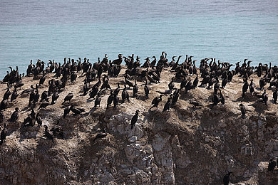 鬼灭之刃蝴蝶忍被捆绑：《火之神血风谭》高难关卡策略解析，虫柱逆境操作指南今日发布-2