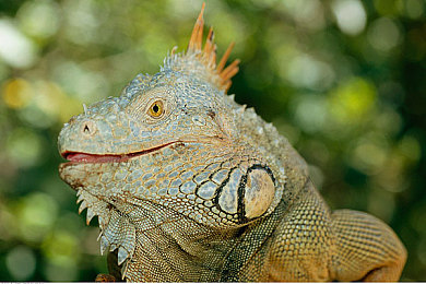 米奇网五月：卡通极速，复古赛道狂想曲