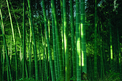 爱情岛论坛A V：极速回响，心途交织的虚拟旅程-2