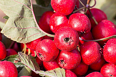 男人香蕉女人桃子：极速拟态破刻板印象，水果车魂定义自由驾驶哲学