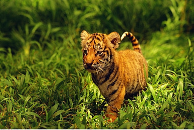 男生女生差差差软件下载：极速对决性别挑战赛上线，差异化驾驶机制引发竞速游戏新热潮-2