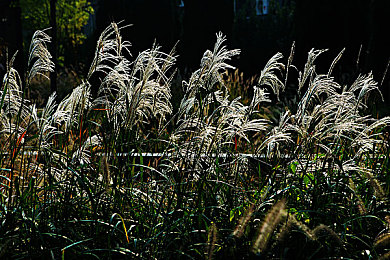 男h按摩师,高潮,揉弄：《极速按摩师》今日上线，以指尖调校解锁人车合一驾驶艺术
