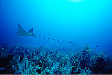 网站没封的你应该懂我意思吧：极限竞速地平线5隐藏车辆合法获取攻略今日发布，稀有车型全收集指南-3