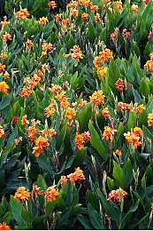 海贼王女帝被爆 羞羞歪漫：航海策略卡牌新游引热议，汉库克技能动画成焦点