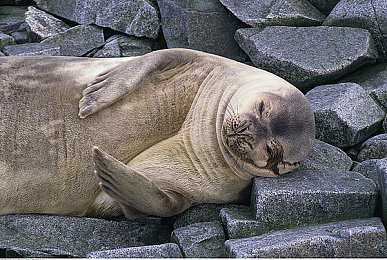 赤裸美女app:霓虹纪元,极速幻影中的全息自定义竞速革命-3