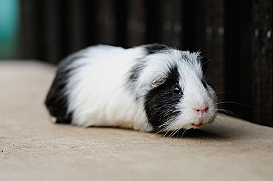 黄色成人网站入口：霓虹都市暗藏神秘赛道，玩家热议隐藏彩蛋触发攻略