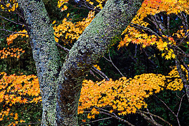 软件下载3.0.3免费vivo版破解装扮版大:极速改装厂破解版上线,无限资源打造专属梦幻车库-2