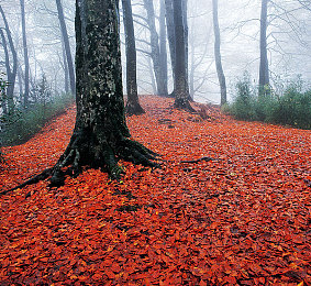 斗羅欲界手机版下载：玄幻赛道疾驰，魂技改装竞速新体验-2