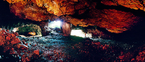 人与猪dna的杂交：驾驭活体赛车，体验基因改造竞速新纪元-2