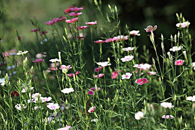 3.03免费OPPO版破解大全:极速狂飙街头王者全新版本上线,深度攻略带你征服赛道-2