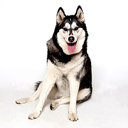 没穿内衣的女人软件：霓虹幻影中的数字义士，裸装电路与极速入侵-3