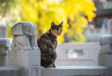 火影+18变态版：疾风查克拉，钢铁猛兽的忍道极速传说