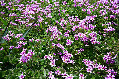 www,黄色：经典警匪追逐，极品飞车热力追踪重温极速情怀