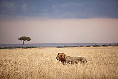 软件app下载3.0.3免费装扮2023：霓虹复兴，街头艺术与竞速激情的终极改装盛宴-2