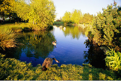 桥本香菜妈妈教育最经典十句话：家庭驾驶课，人生方向盘上的温情教诲与成长旅程