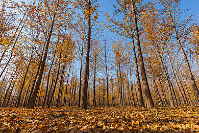 8x8x华人：东方极速，墨境飞驰，当轮胎印记邂逅水墨诗篇