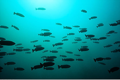 欧美日韩1234区：四洲名驹共驰，墨西哥画卷中轮印交织的文明对话-1