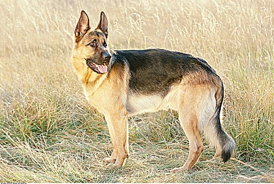 国产乱伦小视频：《极速血脉》今日上线，揭秘赛车世家荣耀背后的暗流对决