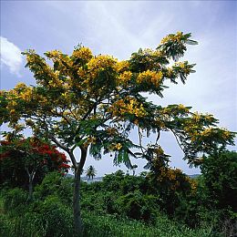 软件免费下载3.0.3免费oppo版破解大全可以下载视频：极速巅峰，赛道艺术与安全驾驶的终极指南-3