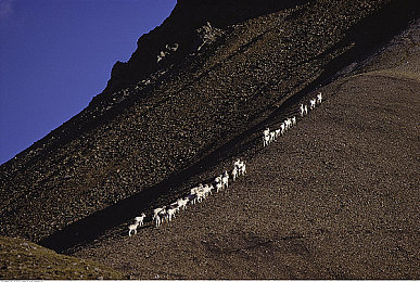 48岁阿姨荒野大镖客一剧情：中年玩家热议经典西部游戏，深度叙事引发跨代共鸣-3