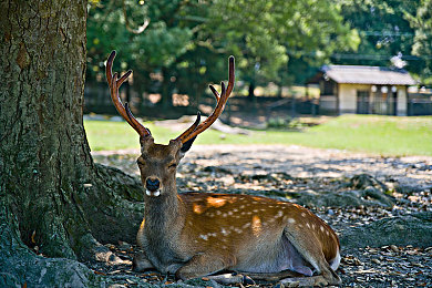 不知火舞和三个小男孩公园:经典女忍者再临拳皇15,公园场景暗藏童年回忆引爆玩家热议-2