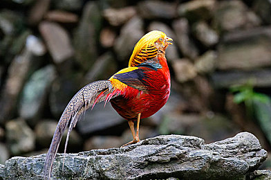 蝌蚪网一个释放的网站：在墨西哥的广阔天地中，尽享极致驾驶与自由探索的乐趣